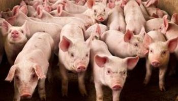 ONG faz ranking de 9 grandes empresas sobre bem-estar de suínos