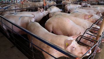 Preços da carne e do suíno vivo começam julho em alta