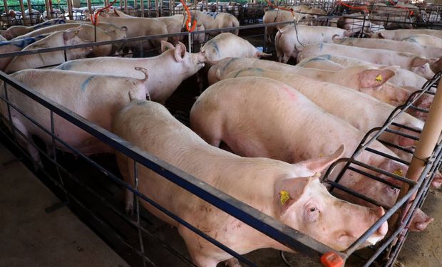 Preços da carne e do suíno vivo começam julho em alta