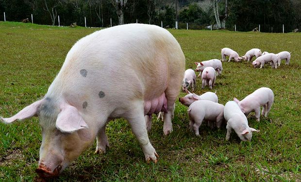 Em 2022, o custo de produção por quilo de suíno vivo ficou em US$ 1,28 em Santa Catarina e US$ 1,13 em Mato Grosso. (Foto - Embrapa)