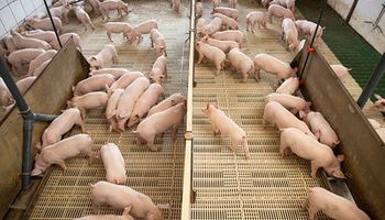 Exportações de carne suína crescem 16,6% em abril, diz ABPA