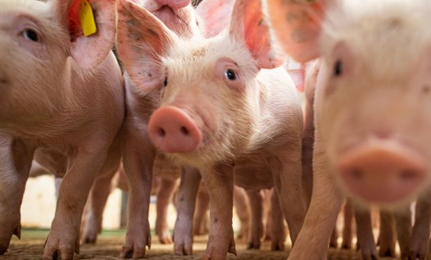 Com um rebanho de 909,8 mil porcos, Toledo, na região oeste do PR, liderou a produção suína brasileira no ano passado. (Foto -CNA)