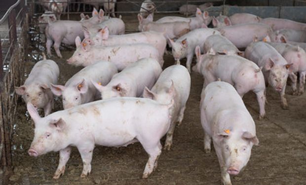 Levantamento considera preços praticados em Santa Catarina e no Paraná. (Foto: Sistema CNA/Senar)