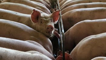 Criador de suínos revela drama diante de inundação: “porcos saíram à própria sorte”