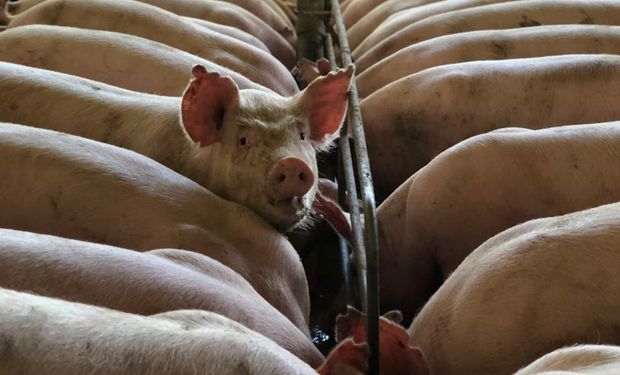 Criador de suínos revela drama diante de inundação: “porcos saíram à própria sorte”
