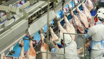 Exportações de carne suína do Paraná crescem e chegam a 70 países
