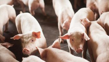 Exportações de carne suína aumentam em volume e receita em agosto e no acumulado do ano