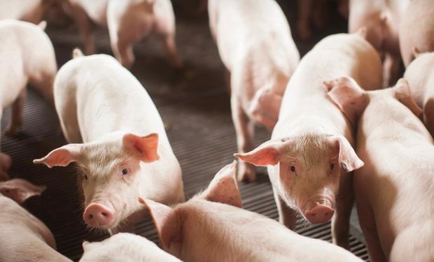 Exportações de carne suína aumentam em volume e receita em agosto e no acumulado do ano