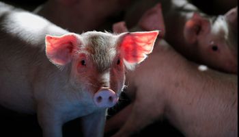 Cinco países abrem mercado para suínos vivos do Brasil