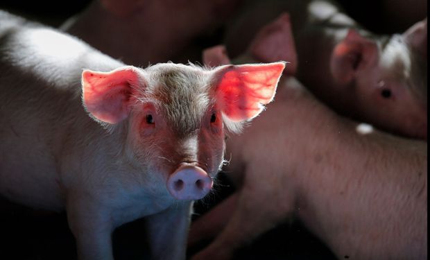 Cinco países abrem mercado para suínos vivos do Brasil