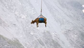 Tranqui en Suiza: así transportan vacas luego de pasar el verano en las praderas