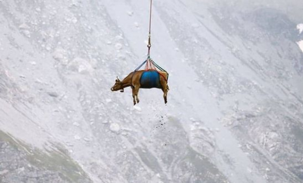 Tranqui en Suiza: así transportan vacas luego de pasar el verano en las praderas