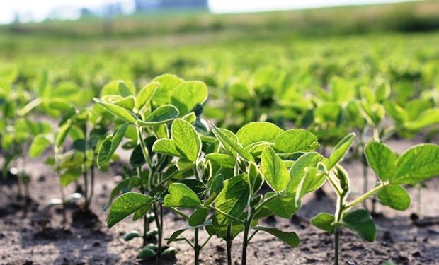 Bioinductor y bioactivador: cómo mejorar las defensas naturales de las plantas