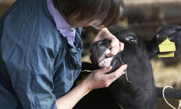 Las técnicas que revolucionan a la medicina veterinaria: "Los avances en medicina para personas son, con el tiempo, trasladados al ámbito veterinario"