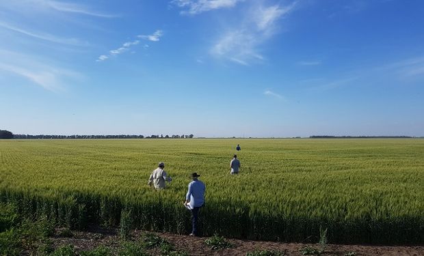 Malezas: el novedoso modo de acción que deja el lote listo para el trigo