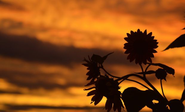 La expectativa para la nueva campaña de girasol contada por los protagonistas. Importante demanda de alto oleíco, con la limitante de los excesos en el norte.