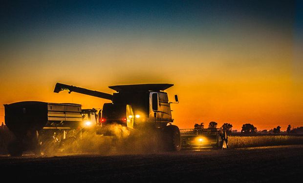 Sube el precio del trigo y el mercado local de granos da oportunidades en soja y maíz