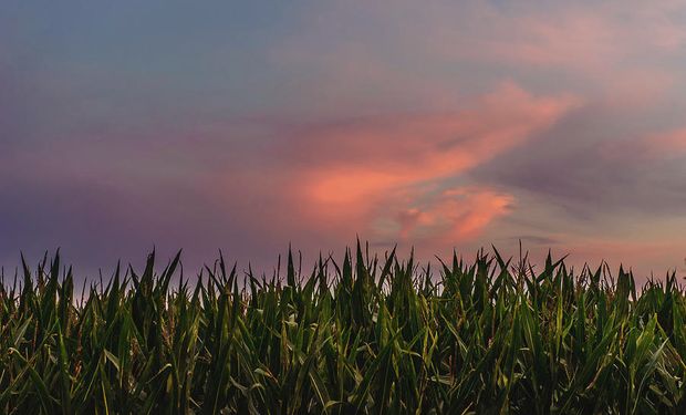 El USDA informó las exportaciones semanales de Estados Unidos, resultando las de maíz por debajo de lo estimado.