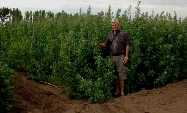 El "súper cereal" que busca ganar un lugar en los planteos agrícolas