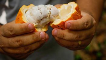 Superávit global de cacau deve chegar a 305 mil toneladas na safra 2025/26