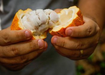 Superávit global de cacau deve chegar a 305 mil toneladas na safra 2025/26