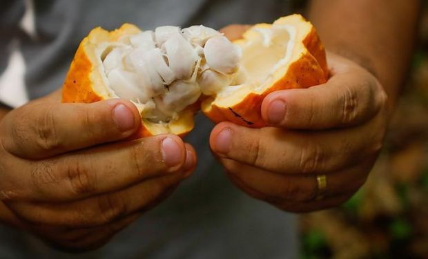 Superávit global de cacau deve chegar a 305 mil toneladas na safra 2025/26