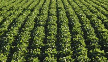 La siembra argentina de soja caería hasta un 3%