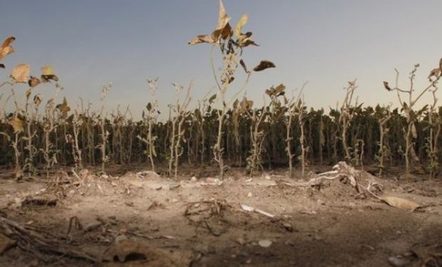 SOJA. Además de las pérdidas de rendimiento esta semana comenzaron a relevar importantes pérdidas de área.