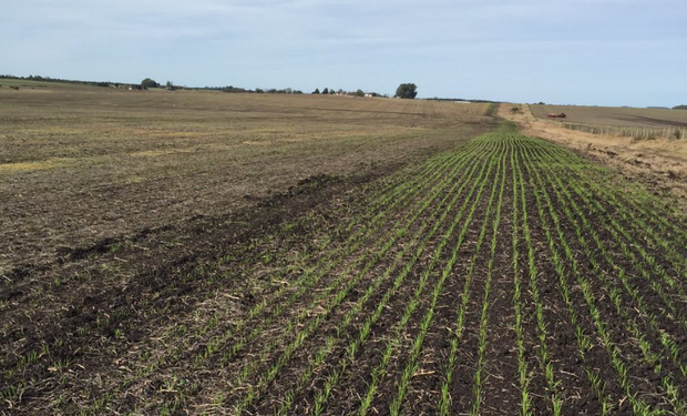 230 mil ha menos de trigo por los excesos de agua en Argentina.