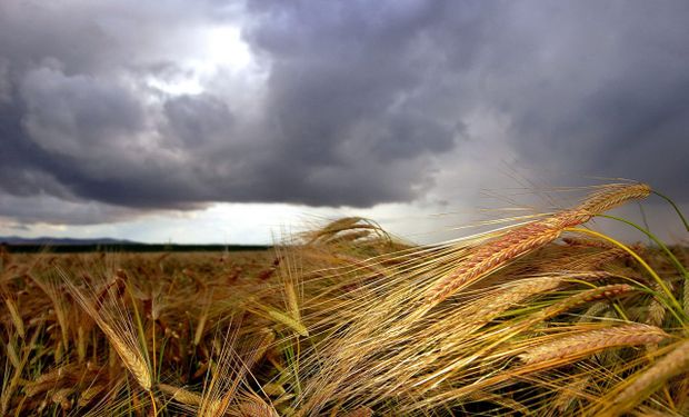 La superficie a sembrarse con trigo y cebada parece de las más vulnerables, ya que la conjunción de precios ajustados y clima quita expectativas por todos lados.