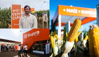 GDM ya invierte en maíz lo mismo que en soja y SUPRA Semillas lanzó el primer híbrido de uno de los programas de mejoramiento más grandes del mundo: la marca que busca ser líder global