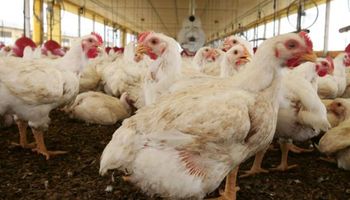 Gripe aviária avança na Europa e Brasil mantém alerta