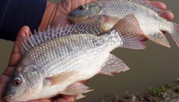 Governo suspende lista de espécies invasoras após pressão do agro e adia decisão sobre tilápia