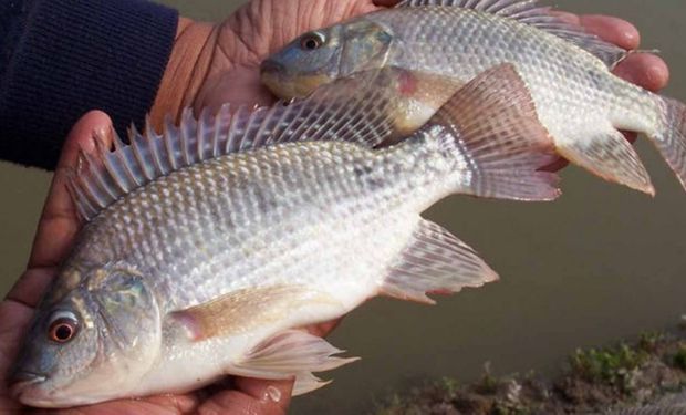 Governo suspende lista de espécies invasoras após pressão do agro e adia decisão sobre tilápia