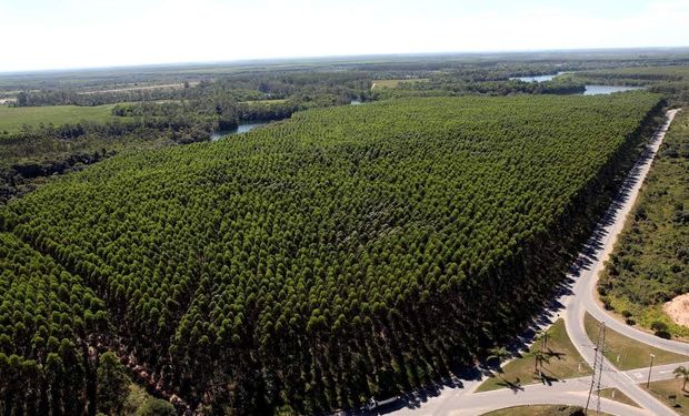 Suzano terá R$ 152,4 milhões para investir em plano de inovação em 9 unidades 