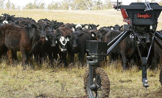 Lanzan una “vaca” inteligente que previene la degradación del suelo y se presenta como una solución ganadera