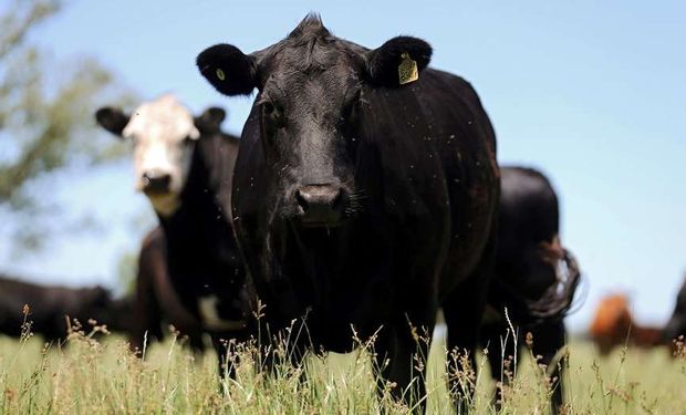 Los novillos y las vacas generan metano en sus procesos digestivos. Es uno de los principales gases efecto invernadero (GEI).