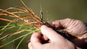 Authence es el nombre del primer herbicida selectivo a nivel mundial para controlar malezas gramíneas resistentes: lo desarrollaron durante 10 años y se lanzó primero en Argentina