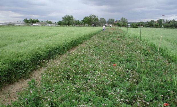 Implementarán el programa a través de tres pasos desarrollados para mejorar las colonias de polinizadores y la biodiversidad.