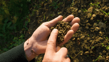 De qué se va a hablar en la COP30 de Brasil y qué rol tiene el agro: cinco soluciones innovadoras para impulsar la agricultura regenerativa