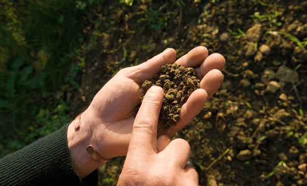 De qué se va a hablar en la COP30 de Brasil y qué rol tiene el agro: cinco soluciones innovadoras para impulsar la agricultura regenerativa