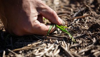 La amenaza creciente que le cuesta más de US$ 1000 millones al agro argentino