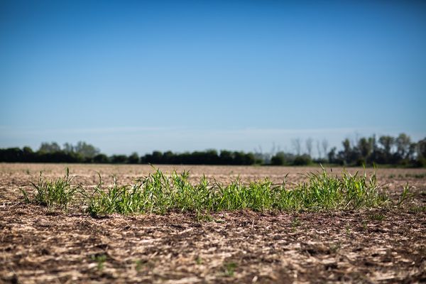malezas en un campo argentino