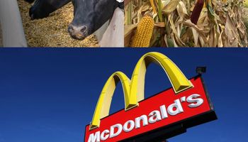 Lo usará McDonald's: el maíz que creó un gigante de los insumos para ayudar al ganado a producir menos gases