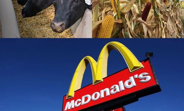 Lo usará McDonald's: el maíz que creó un gigante de los insumos para ayudar al ganado a producir menos gases