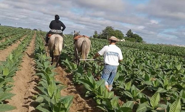 Productores reclaman el pago del fondo especial del tabaco