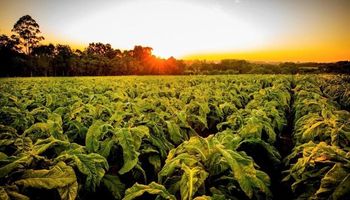 Apesar de bilionário, setor de tabaco é tratado como "patinho feio" do agro
