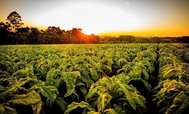 Apesar de bilionário, setor de tabaco é tratado como "patinho feio" do agro