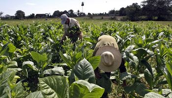 El sector tabacalero pide que “la producción argentina no se convierta en humo” y sostiene que hay más de 100 mil puestos de trabajo en riesgo