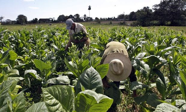 El sector tabacalero pide que “la producción argentina no se convierta en humo” y sostiene que hay más de 100 mil puestos de trabajo en riesgo